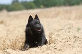 SCHIPPERKE 101